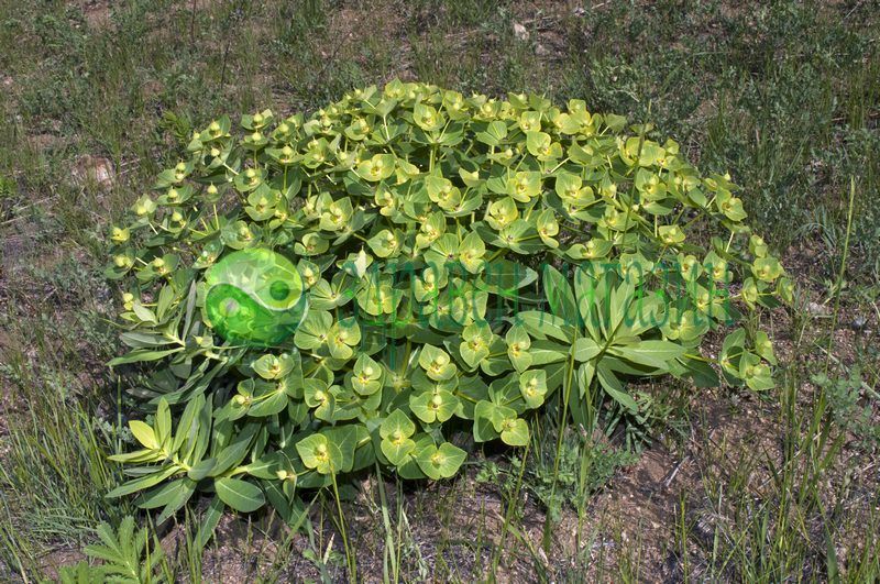 Мужик корен – „Мъжки корен“ 100 % Натурален (Euphorbia Fischeriana) 10 г